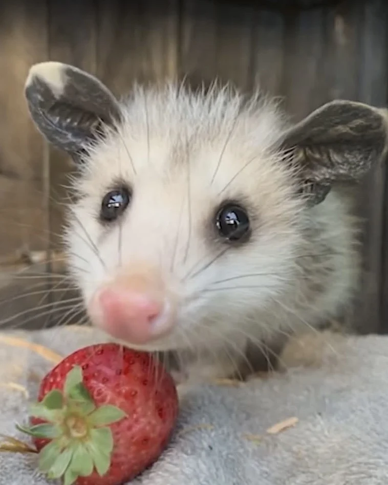 The Smyrna Inn welcomes Possum Holler!