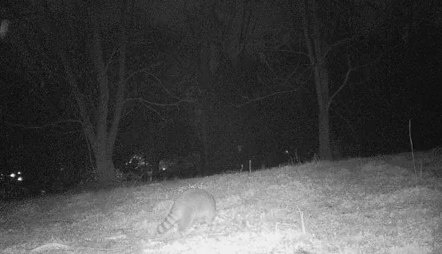 Nocturnal Wildlife Walk