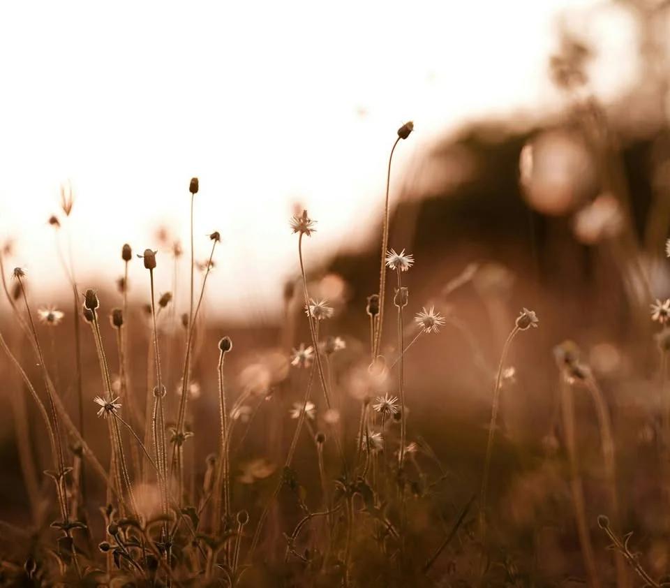 WORKSHOP AYURVEDA & THE DOSHAS - embodied wisdom
