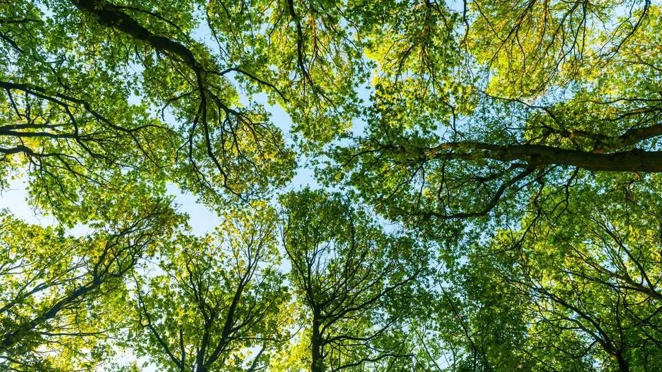 Family Explorers: Talking Trees (Morning)