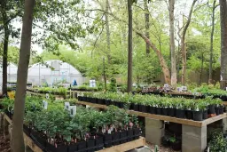 Dixon Garden Fair Plant Sale: Members' Preview