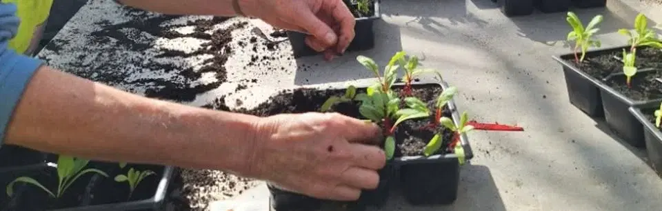 Food Growing for Beginners - potting on and planting out!