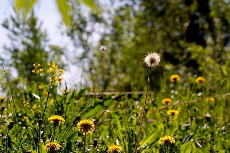 Summer Days on the Farm at the Benson-Hammond House- LIVE Music!