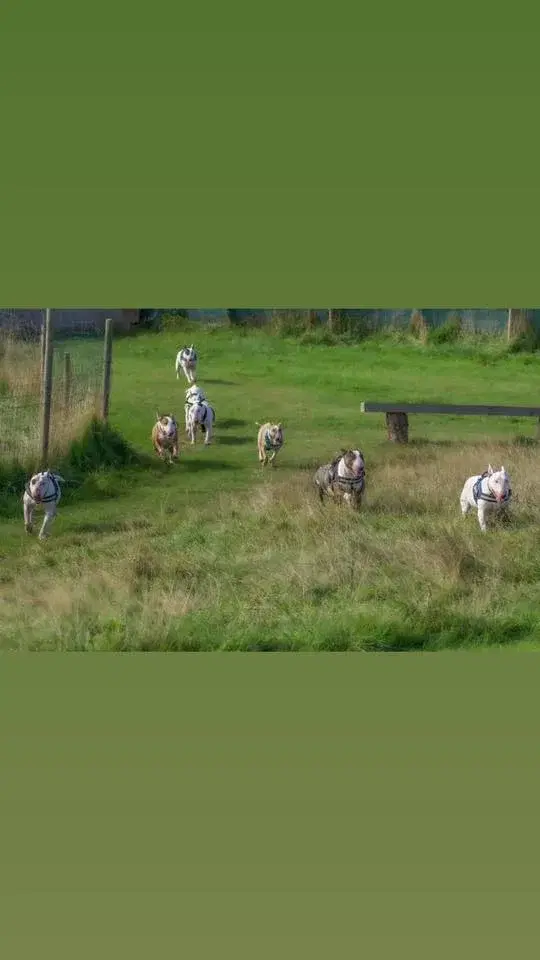 Sutton Park - Streetly Gate, Jamboree Stone