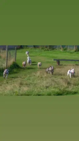 Sutton Park - Streetly Gate, Jamboree Stone