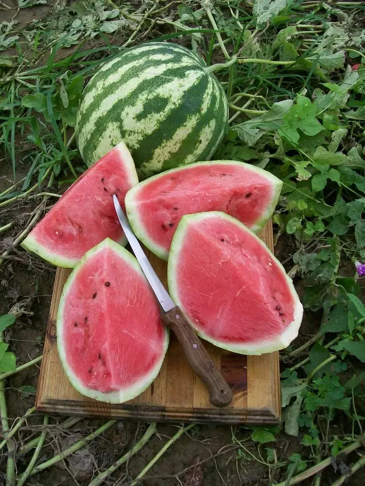 National Watermelon Day at the Benson-Hammond House- LIVE Music!