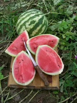 National Watermelon Day at the Benson-Hammond House- LIVE Music!