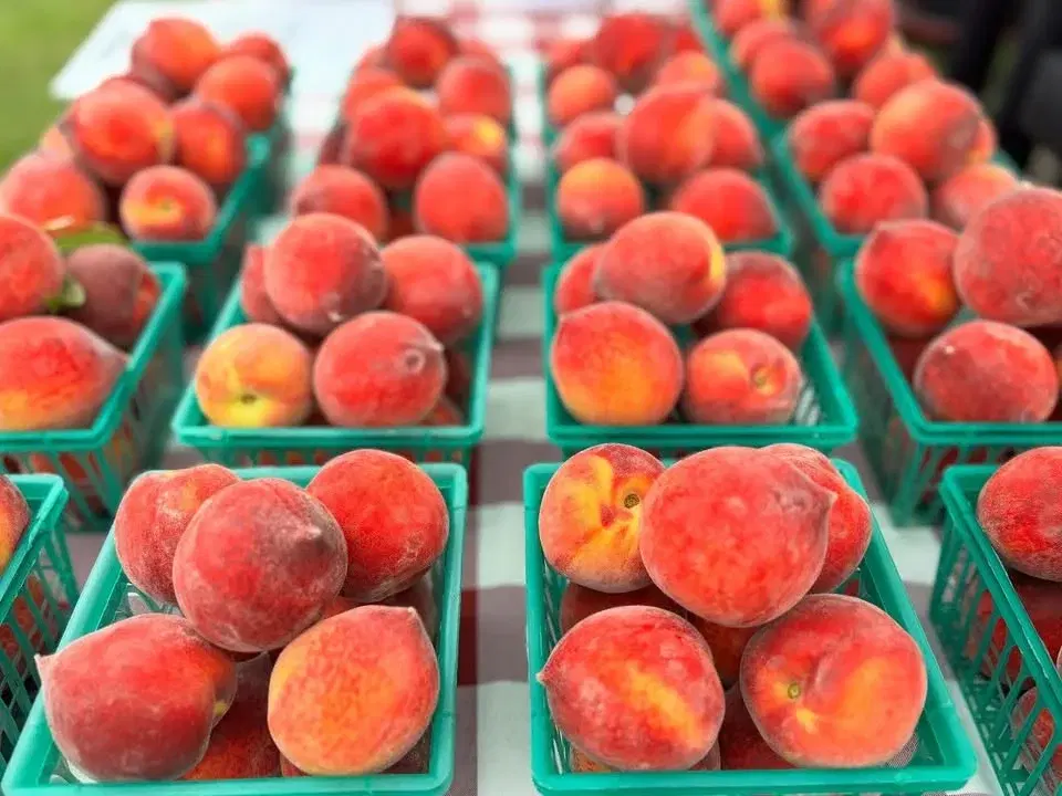 City of Tuscaloosa Tuesday Farmers Markets