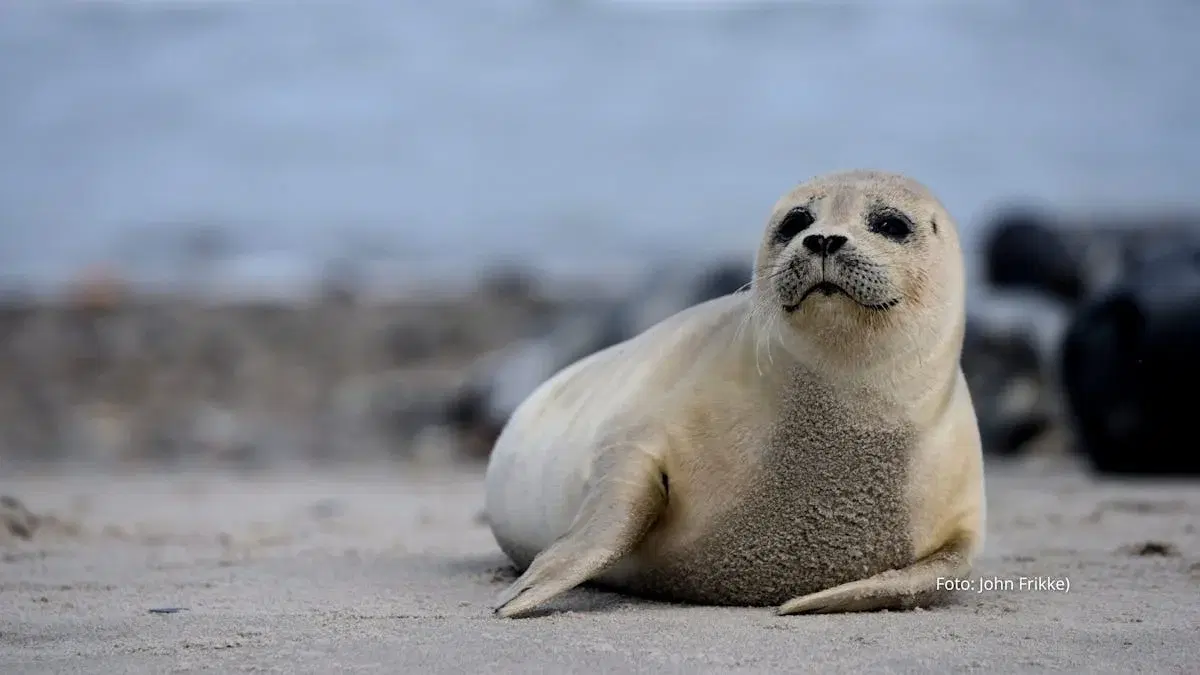 Oplev Vadehavet, Mandø og Sæler i deres naturlige omgivelser
