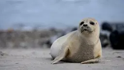 Oplev Vadehavet, Mandø og Sæler i deres naturlige omgivelser