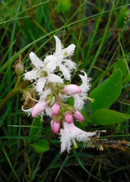 Vandring Åraslövs mosse