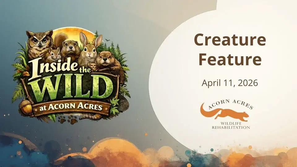 Creature Feature - Inside the Wild at Acorn Acres
