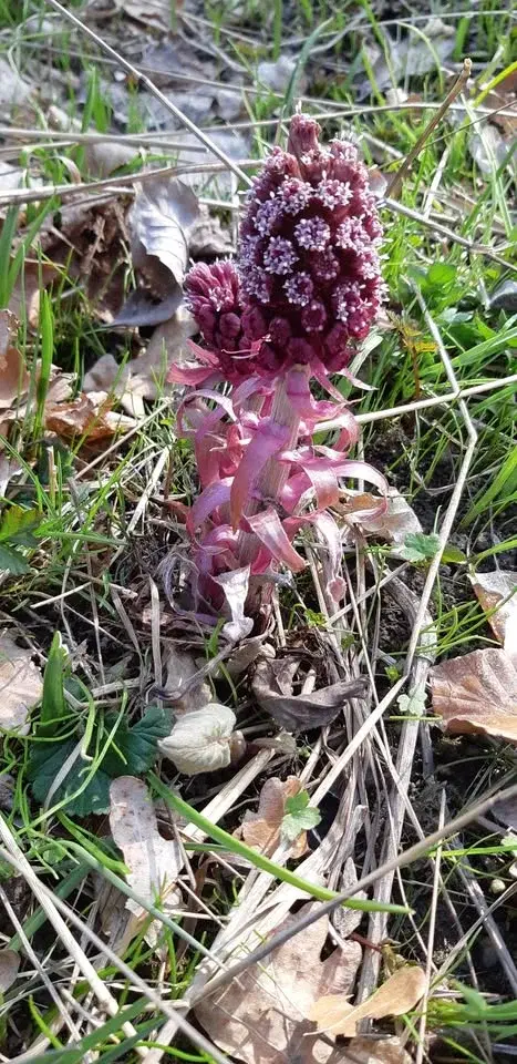 De vilda blommornas dag