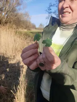 Vårens första vilda växter promenad
