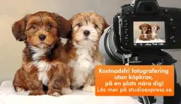 Arken Zoo Bromma - Kostnadsfri djur-, barn- och familjefotografering