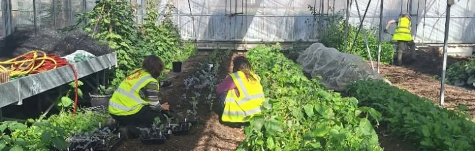 Nature-friendly food growing: Companion planting, natural fertilisers and natural pest control!