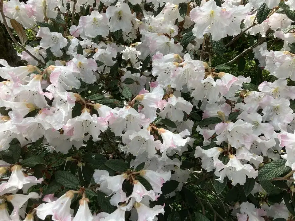 Right Plant Right Place: Choosing the Best Plants for Your Site