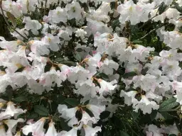 Right Plant Right Place: Choosing the Best Plants for Your Site