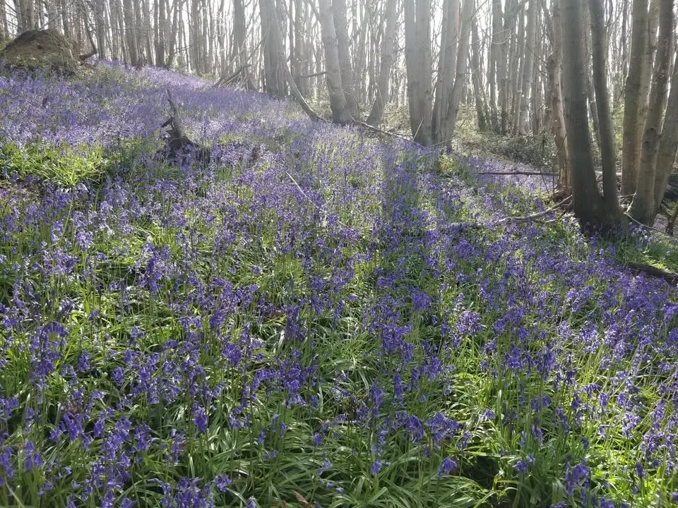 The Bluebell Festival