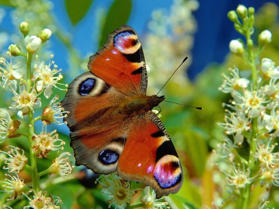 Hur kan vi hjälpa insekter och pollinerare?