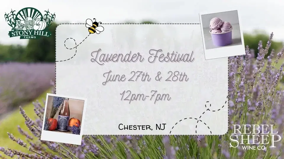 Lavender Festival at Stony Hill Farms