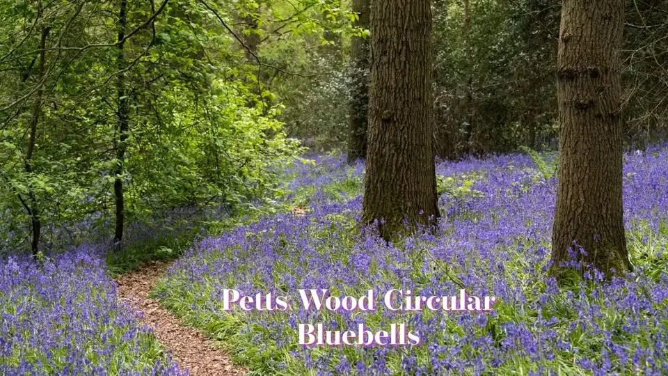 Petts Wood Circular — Bluebells Sun 03 May 2026