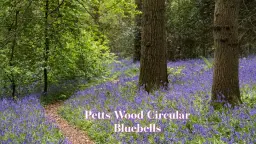 Petts Wood Circular — Bluebells Sun 03 May 2026
