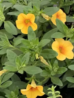 Okawville FFA Spring Plant Sale