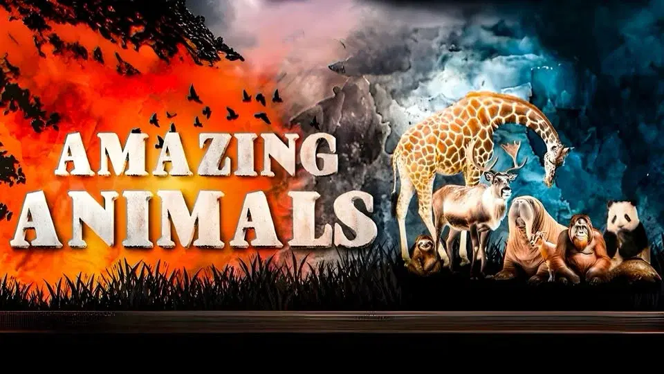 Amazing Animals