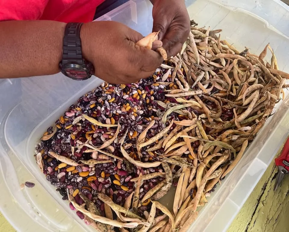Seed Saving 101: Garden Demo Day