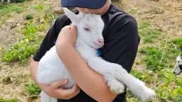 Besøgsbondegård. Efterårsferien