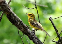 Spring Birding with Red Oaks Birding Club