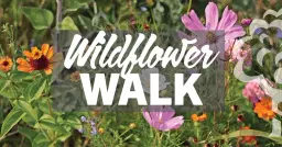 Wildflower Walk