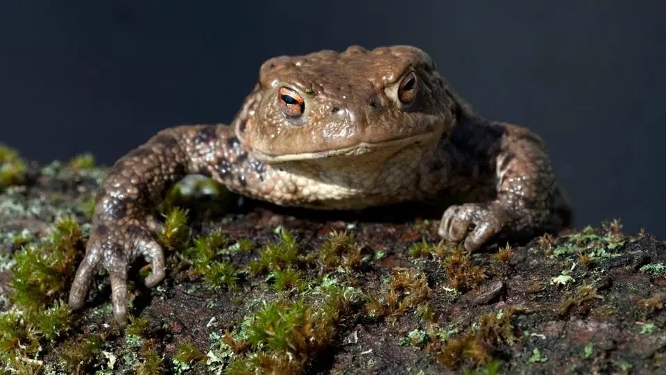 Grodspaning vid Brotorp