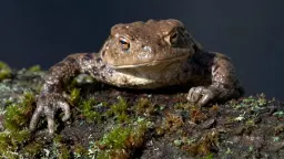 Grodspaning vid Brotorp