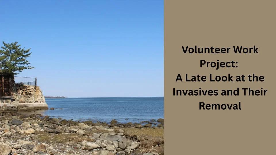 Volunteer Work Project: A Late Look at the Invasives and Their Removal