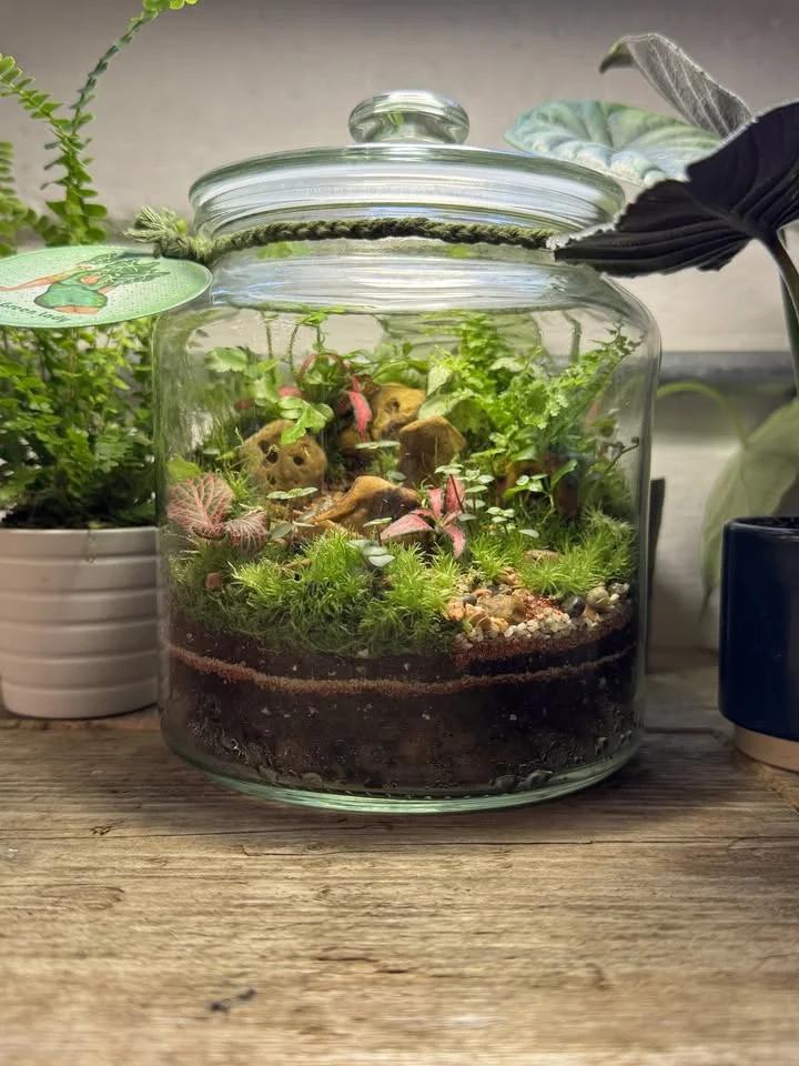 Create a Jar Terrarium