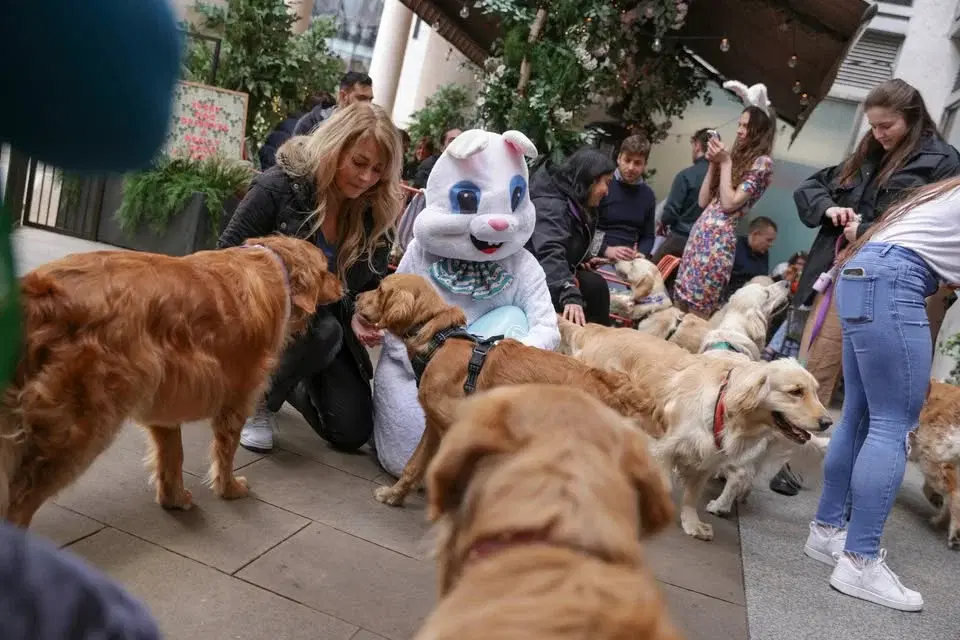GOLDEN RETRIEVER CAFE - LONDON