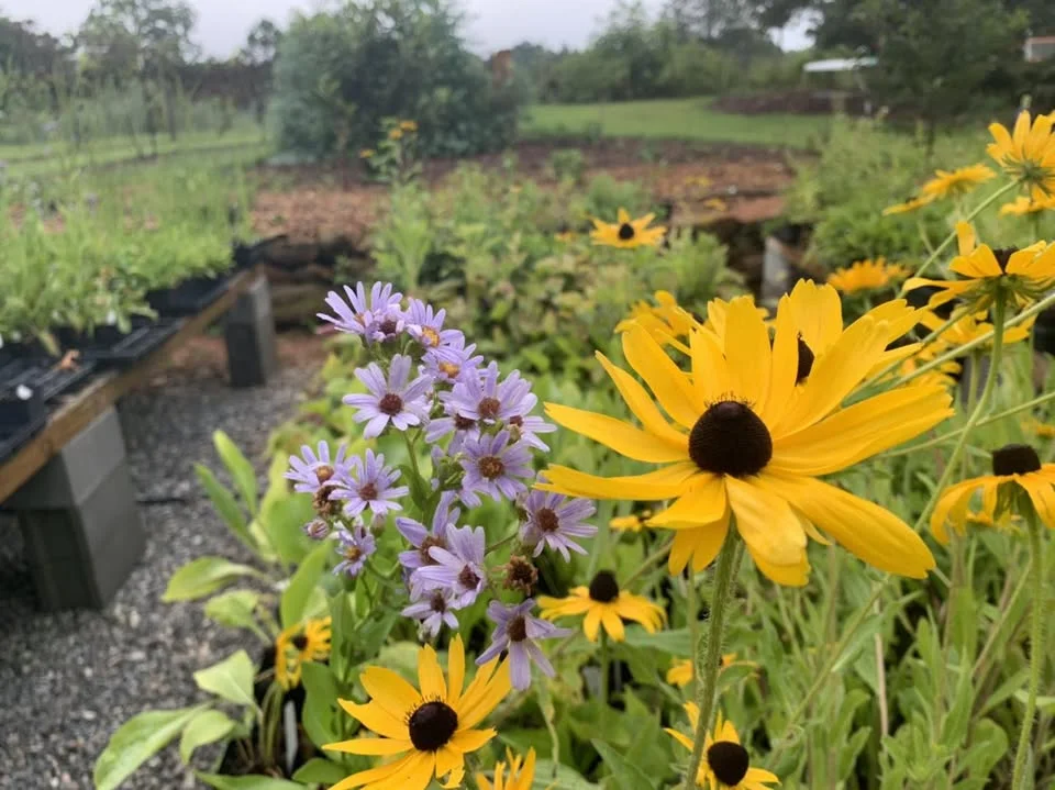 Blue Oak's Fall For Natives Plant Sale