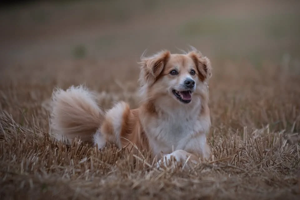 Psí sporty Valašská Bystřice - 4.ročník 2026