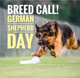 German Shepherd Day at TCD FastCAT