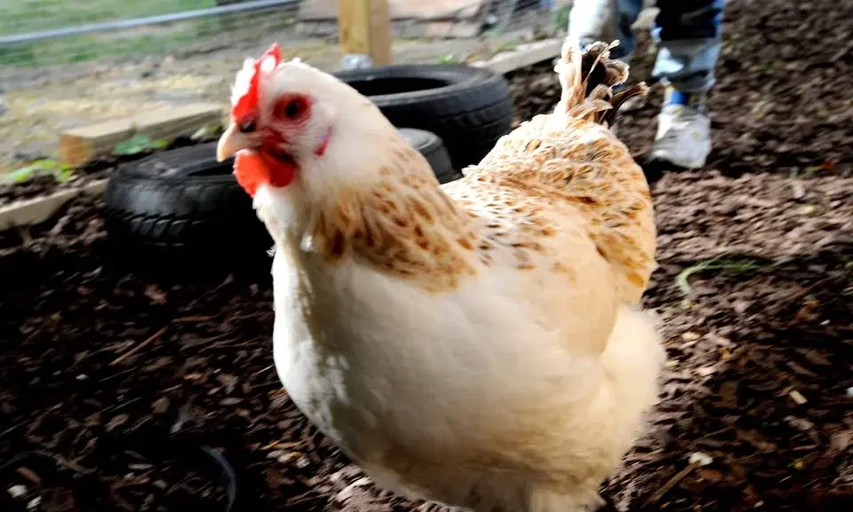 Påskfika med hönorna