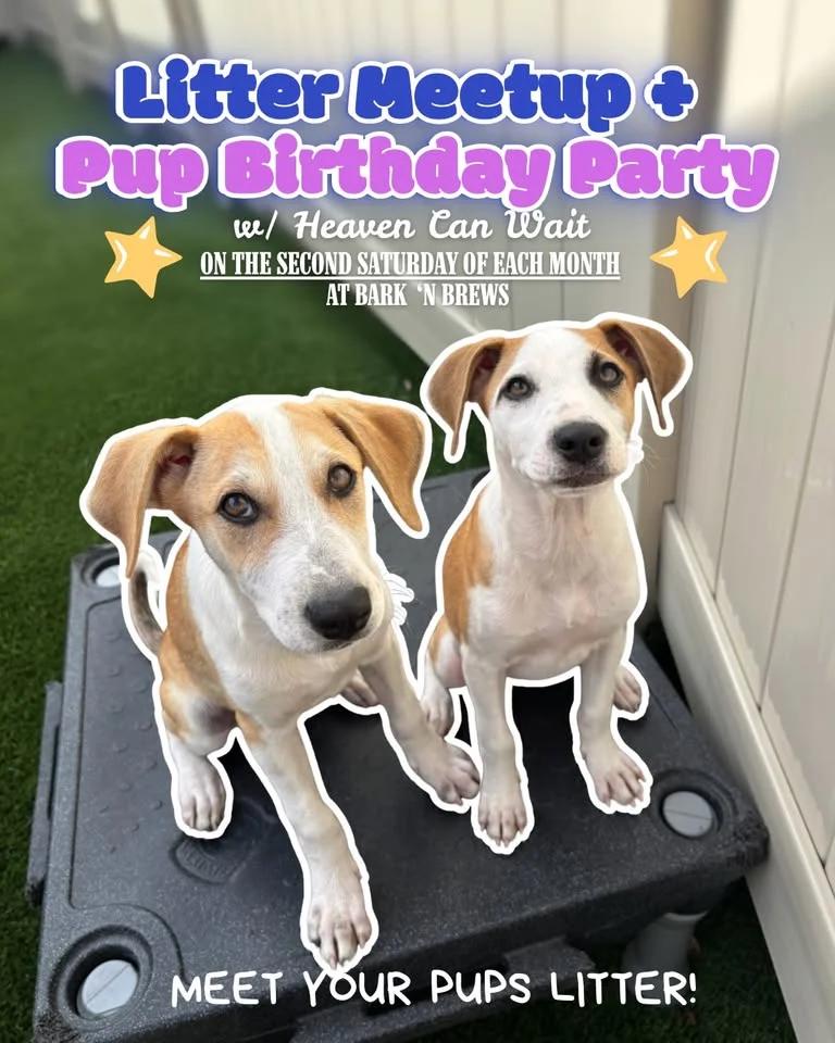 Pup Birthday/ Litter Meet Up w/Heaven Can Wait