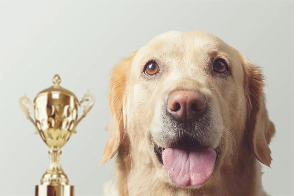 Mini Crufts Competition