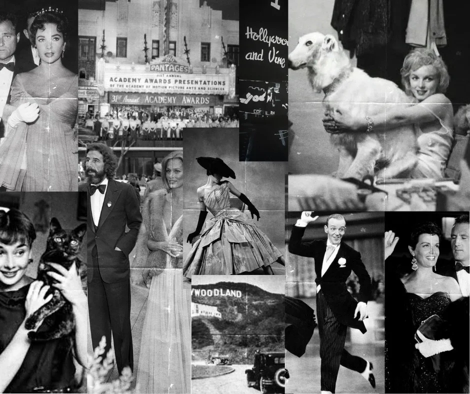 Mutt Gala: The Velvet Paw