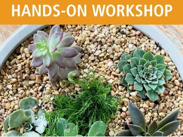 Succulent Dish Gardens