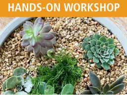 Succulent Dish Gardens