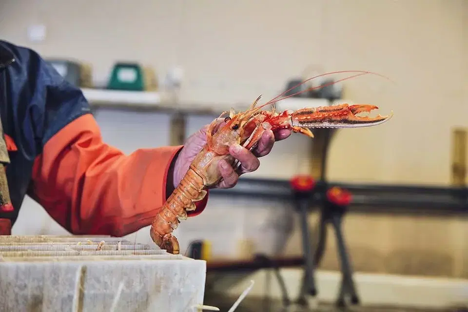 Havskräftfiskeevent