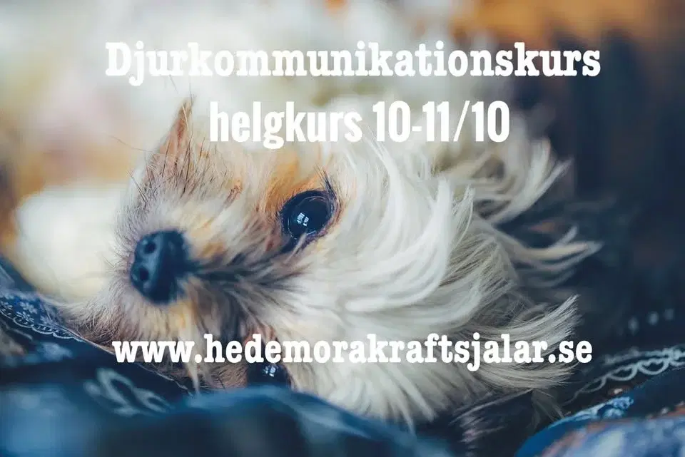 Djurkommunikationskurs 10-11/10
