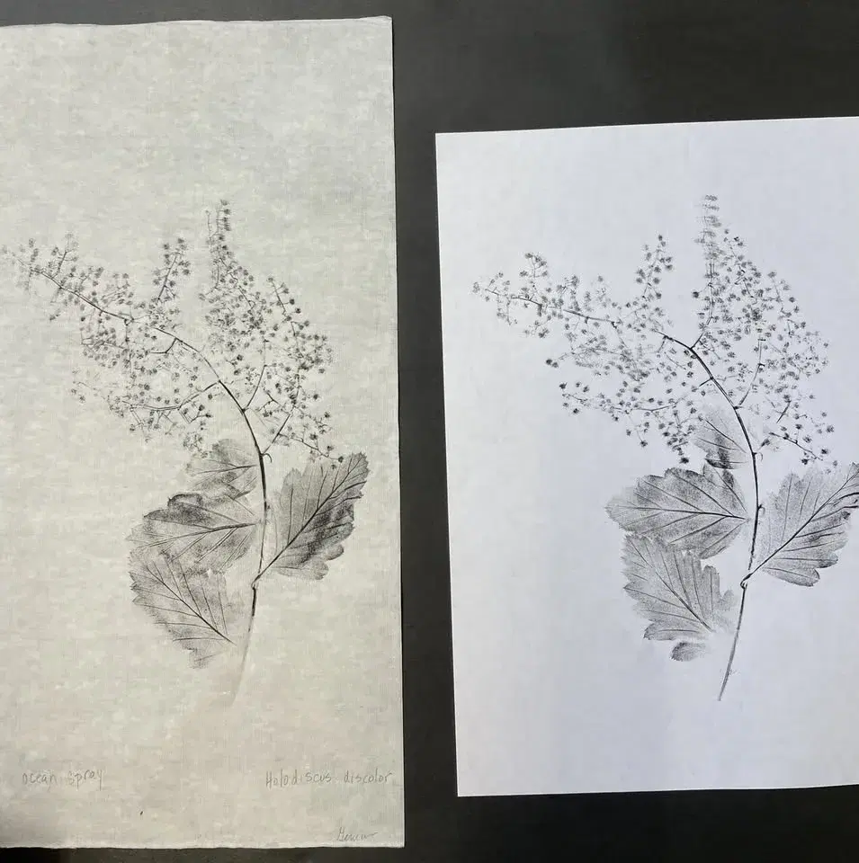 Seymour’s Kids Club – Plant Printmaking with Yoshi Nakagawa